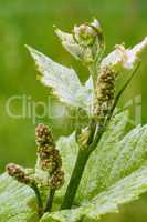 Knospen von Rebblüten