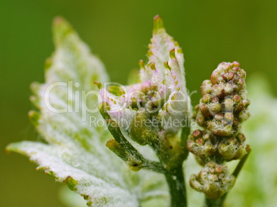 Knospen von Rebblüten