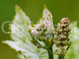 Knospen von Rebblüten