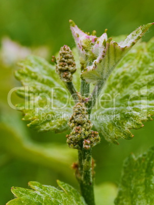 Knospen von Rebblüten