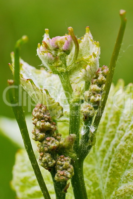 Knospen von Rebblüten