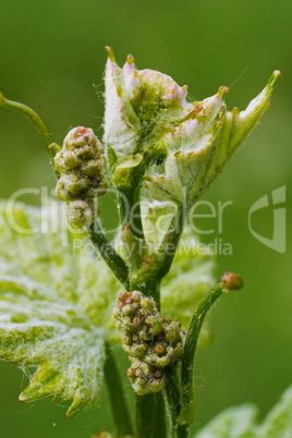 Knospen von Rebblüten