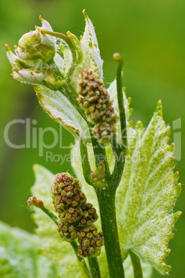 Knospen von Rebblüten