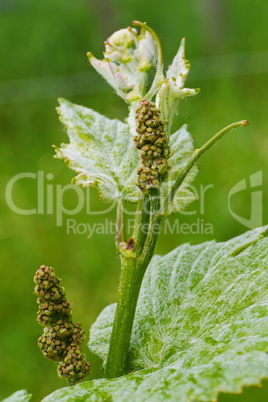 Knospen von Rebblüten