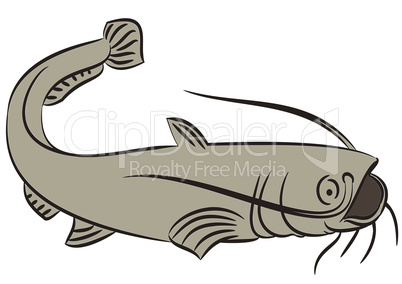 Catfish illustration on white