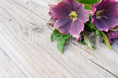 hellebores