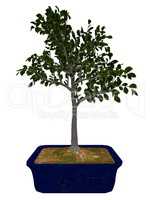 European beech tree bonsai - 3D render