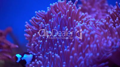 Topical saltwater fish ,clownfish - Anemonefish