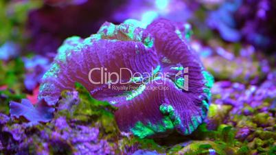Exotic marine coral closeup