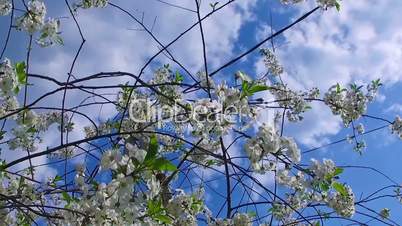 Flight of the Bumblebee collecting nectar from a cherry tree Slow Motion