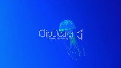Real jellyfish on a blue background