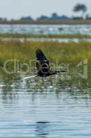 African darter crosses marshes with wings raised