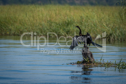 African darter on tree stump in river