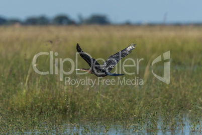 African darter with wings raised over wetlands