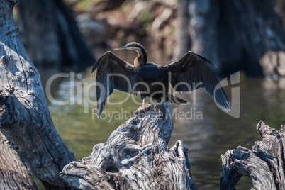 African darter spreading wings on dead tree