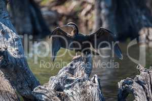 African darter spreading wings on dead tree