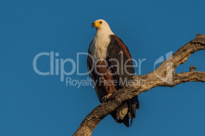 African fish eagle in golden light on branch