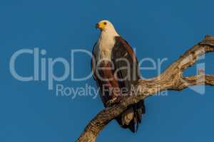 African fish eagle in golden light on branch