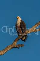 African fish eagle in afternoon light on branch