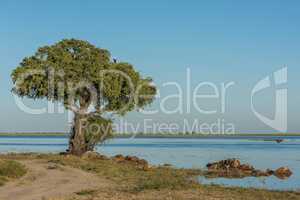 African fish eagle in tree beside river