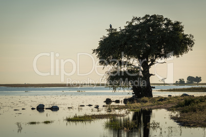 African fish eagle in tree on riverbank