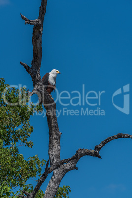African fish eagle looking down from tree