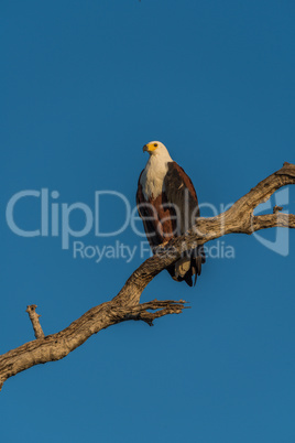 African fish eagle on branch in golden light