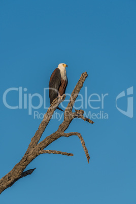 African fish eagle on dead tree stump