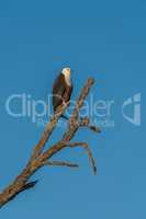 African fish eagle on dead tree stump