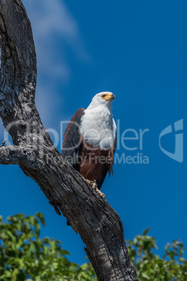 African fish eagle perched on dead branch