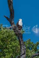 African fish eagle on dead tree branch