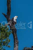 African fish eagle perched on dead tree