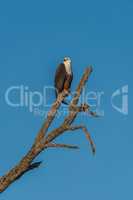 African fish eagle sitting on dead tree stump