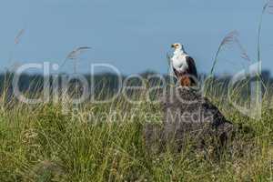 African fish eagle perched on termite mound
