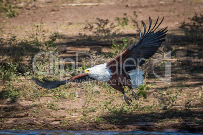 African fish eagle taking off from riverbank