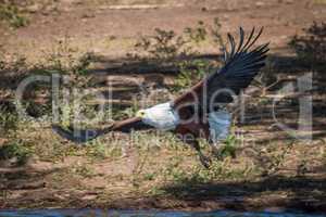 African fish eagle taking off from riverbank