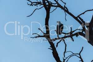 African sea eagle perched in dead tree