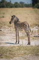 Baby Burchell's zebra standing looking at camera