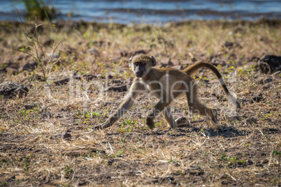 Baby chacma baboon running along river bank