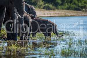 Baby elephant about to drink from river