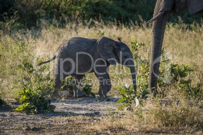 Baby elephant approaching its mother in bush