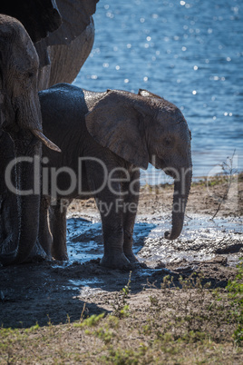 Baby elephant beside parents on muddy riverbank