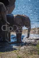 Baby elephant beside parents on muddy riverbank