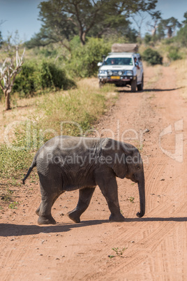 Baby elephant crossing dirt track before jeep