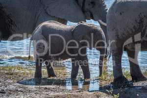 Baby elephant drinking from river beside adults