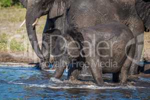 Baby elephant drinking from shallows beside others