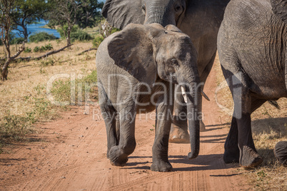 Baby elephant crossing dirt track with family