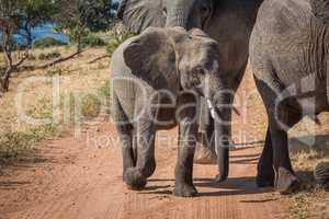 Baby elephant crossing dirt track with family