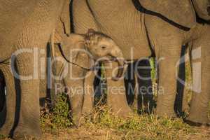 Baby elephant dwarfed by adults facing camera