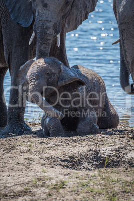 Baby elephant getting dust bath beside river